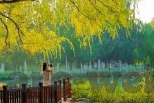 比心炸金花直播ios-比心炸金花直播ios，解锁娱乐新体验